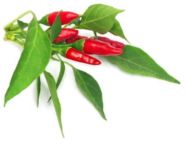 Click & Grow PIRI PIRI CHILI, Spiselig plante, Chili peber, Genopfyldning, Langsom producent (8-12 uger), 7 - 21 dage, 5 måned(er)