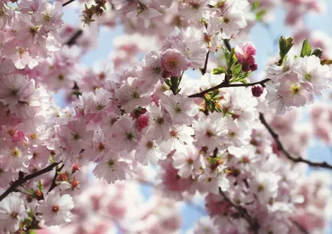 Komar Photomurals 8-507