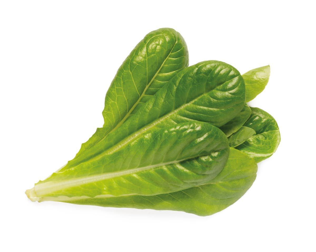 Click & Grow SGR50x3, Spiselig plante, Salat, Genopfyldning, Hurtig producent (3-5 uger), 2- 14 dage, 18 - 24 måned(er)