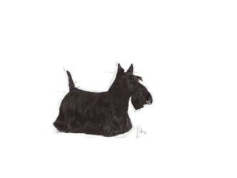 Royal Canin Mini Dermacomfort, Adult, Bøf, Grøntsag, 3 Kg