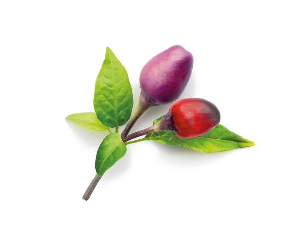Click & Grow 4742793008745, Spiselig Plante, Chili Peber, Startsæt, 3 Stk