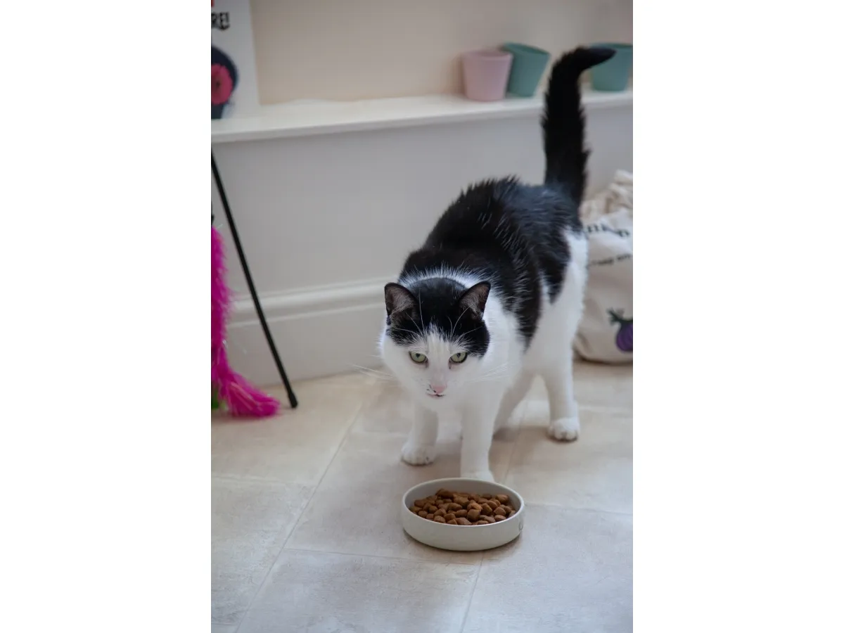 Ruoka-/vesikulho kissan valkoinen Mason och Cash