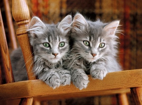 Clementoni Kittens, 500 Stück(E), Fauna, 10 Jahr(E)